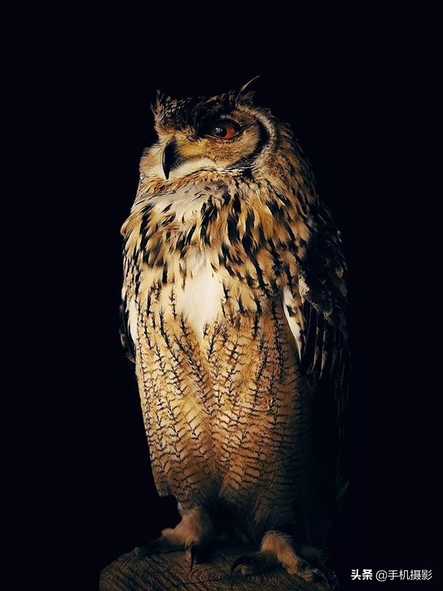 ippa摄影大赛年度总冠军,ippa摄影大赛2014