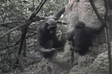 比利时女孩与黑猩猩相爱,比利时女子称与黑猩猩相爱