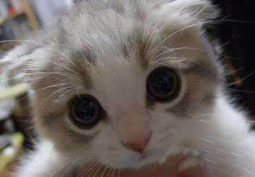 十大可爱猫咪排名,盘点世界上最可爱的猫咪