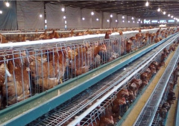 育雏蛋鸡的成本与利润,养殖蛋鸡的成本和利润是多少