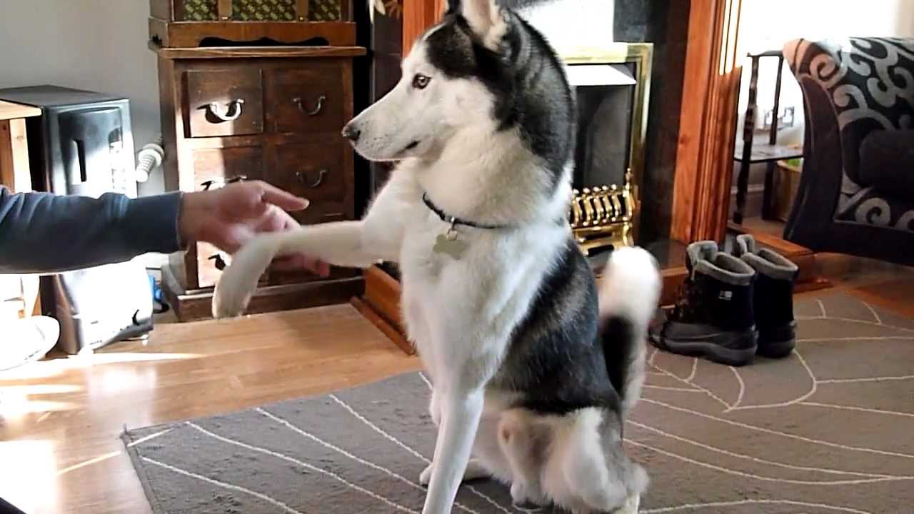 哈士奇注意事项,哈士奇真的难遛吗