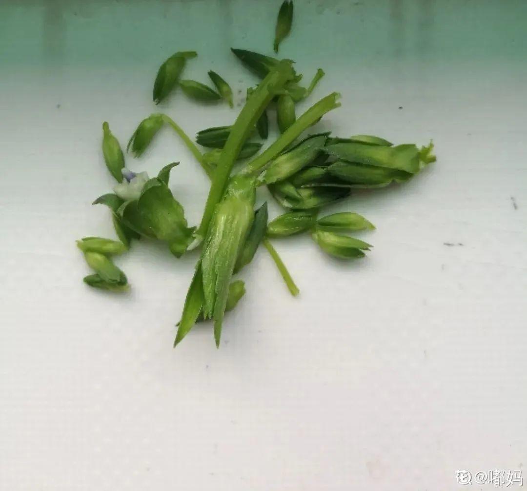 耐养的香水花,种室内香水花