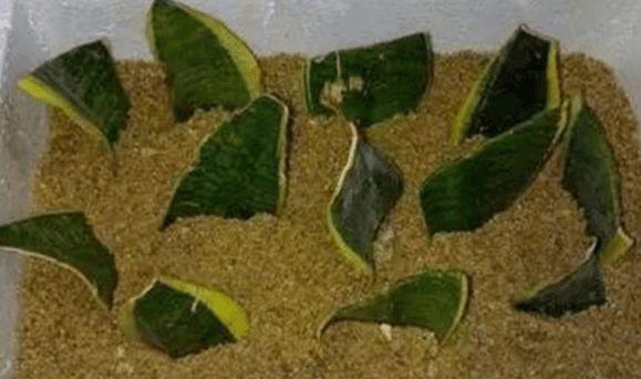 虎皮兰烂根用什么方法解决,虎皮兰烂根了用什么方法能好