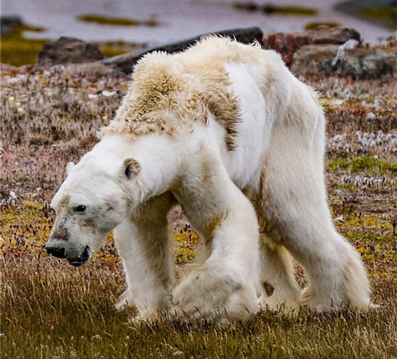 全球气温变暖科学家有何应对措施,气温升高导致多少物种灭绝