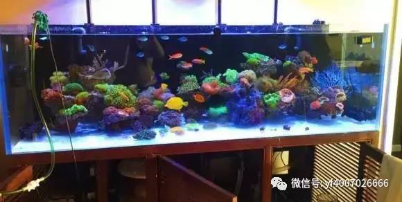 钦州喜欢养鱼的小伙伴,海缸里藻太多?莫怕,我为你解决