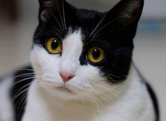 猫咪生病的12种表现铲屎官必知,铲屎官注意猫咪这个部位也需护理