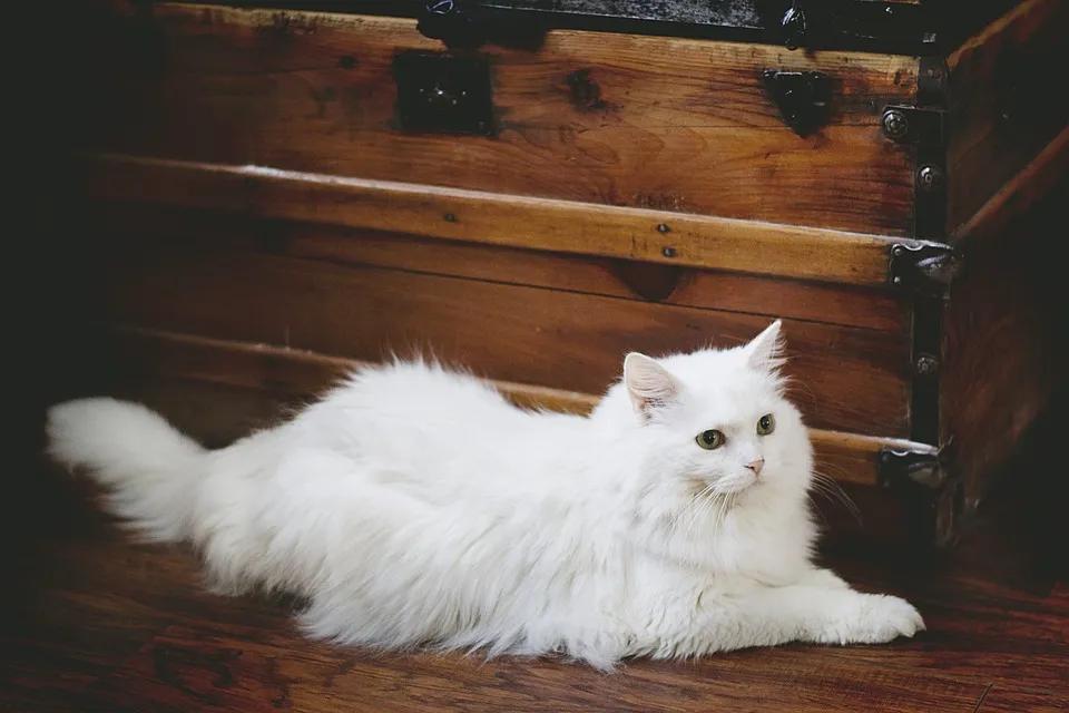 猫咪的尾巴为什么不受猫咪控制,猫咪是怎么控制尾巴的摆动