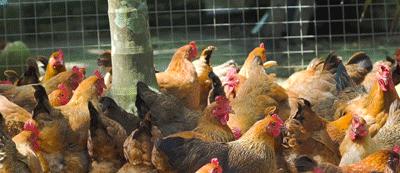 椰子鸡6个人一只鸡够吗,三个椰子原生态椰子鸡188套餐