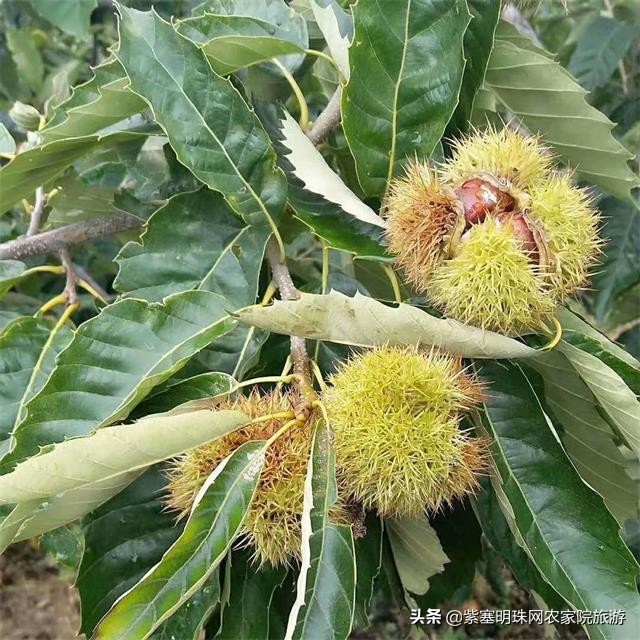 天津蓟县小穆回民农家院,蓟县小穆回民山庄