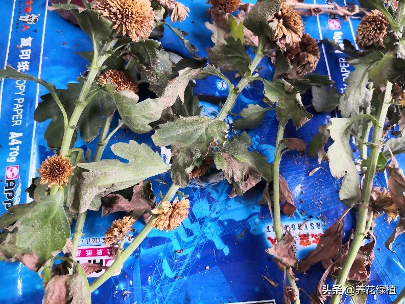 菊花开过花之后怎么修剪,盆栽菊花怎样修剪及修剪时间