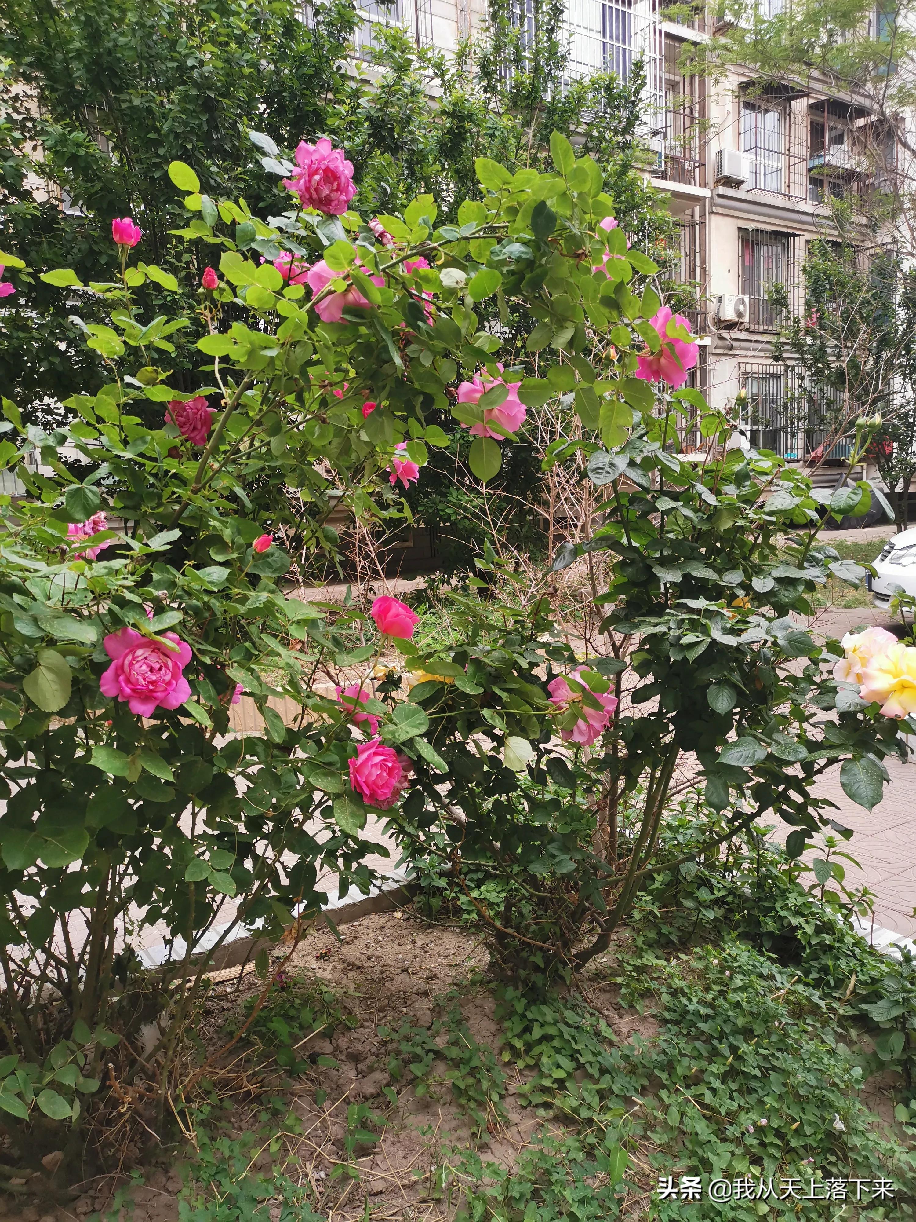 100张花朵美图,100张花图片大全