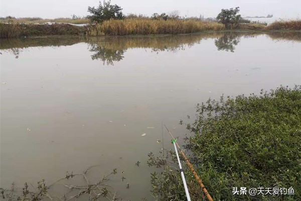 秋季钓鲫鱼顿口不上鱼,秋季钓鲫鱼为什么钓不到