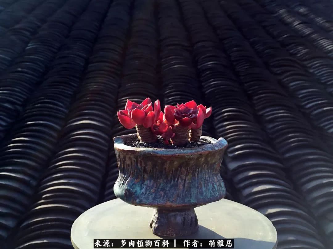 鍒濆啲鏆栭槼鍥寸倝鐓尪,鍐洦鍝佽尪