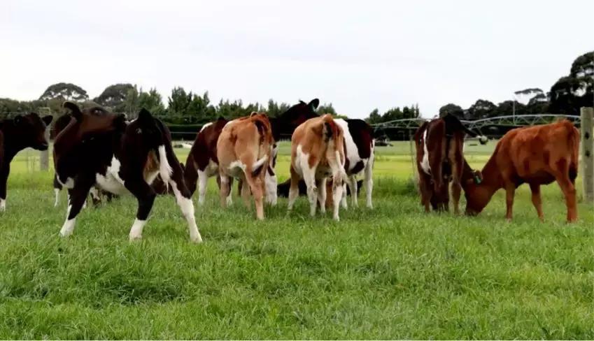 新西兰进口奶粉品质,高端原装进口新西兰奶粉