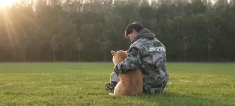 网红柴犬登登被拍卖的方式曝光,柴犬登登被拍卖了吗