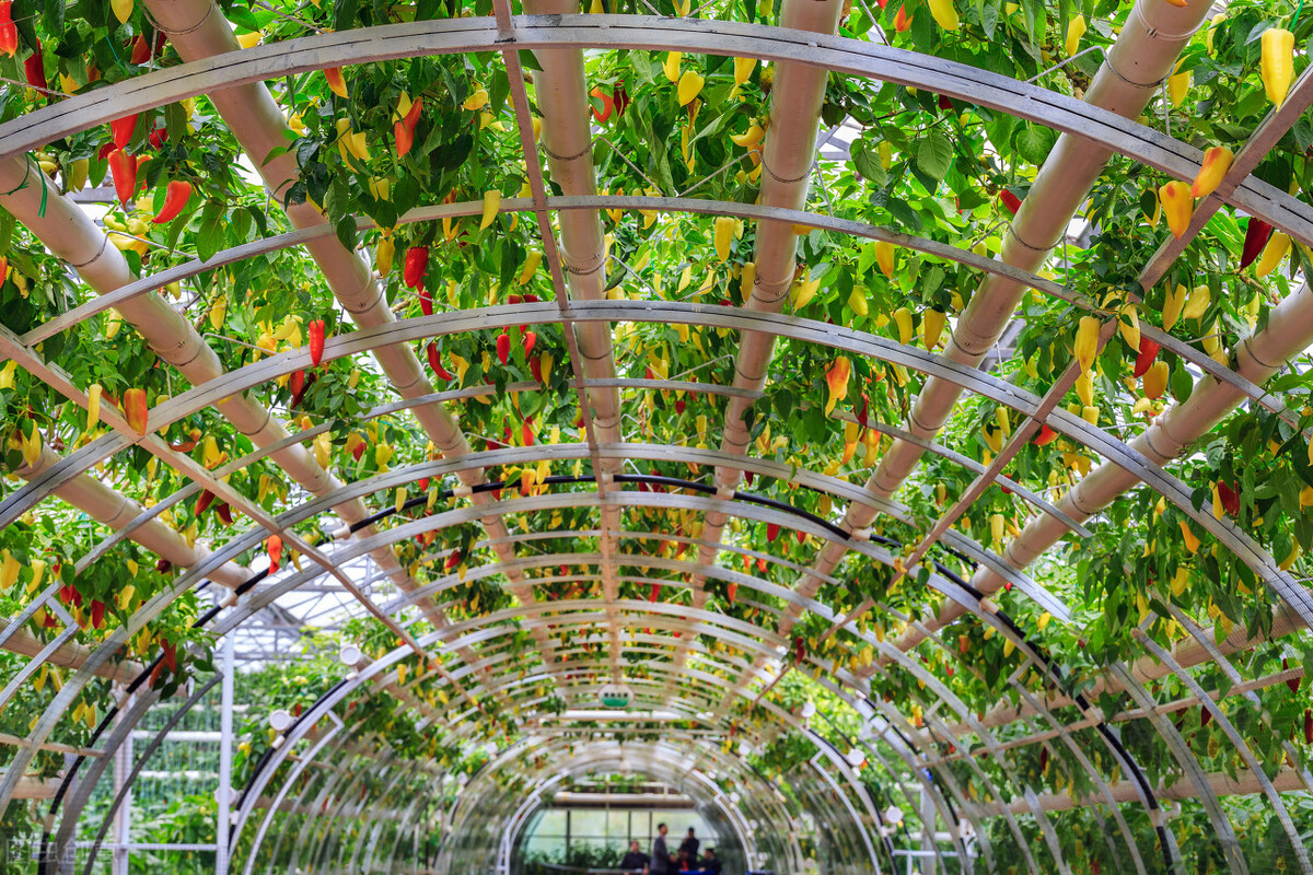 现在还会有粮食危机吗,现代还会有饥荒吗