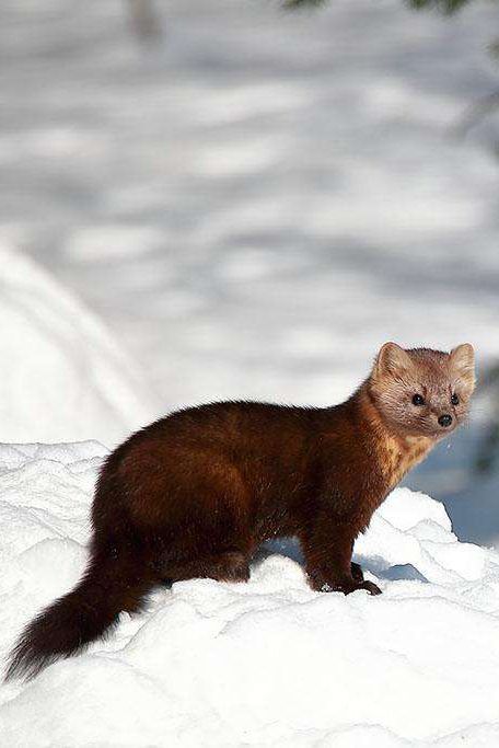 1995年伊春林区往事图片,80年代伊春林区生活