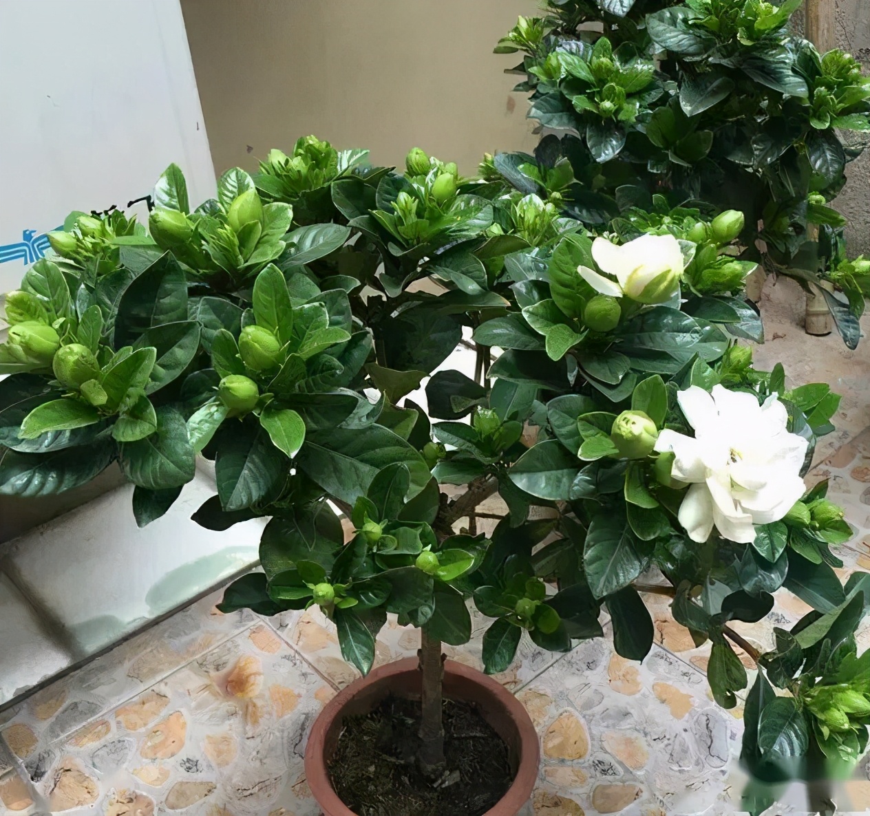 什么样的花好养又耐活,哪些花坑人