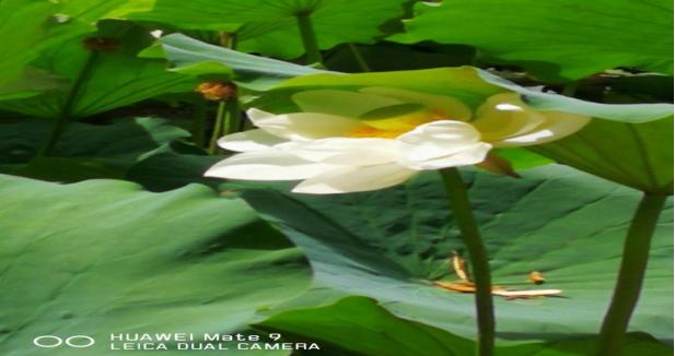 如何预防或减少药物副作用,免疫治疗药物副作用