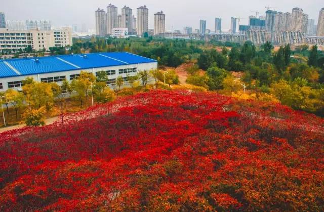 高校网红食堂盘点,河北一高校网红食堂