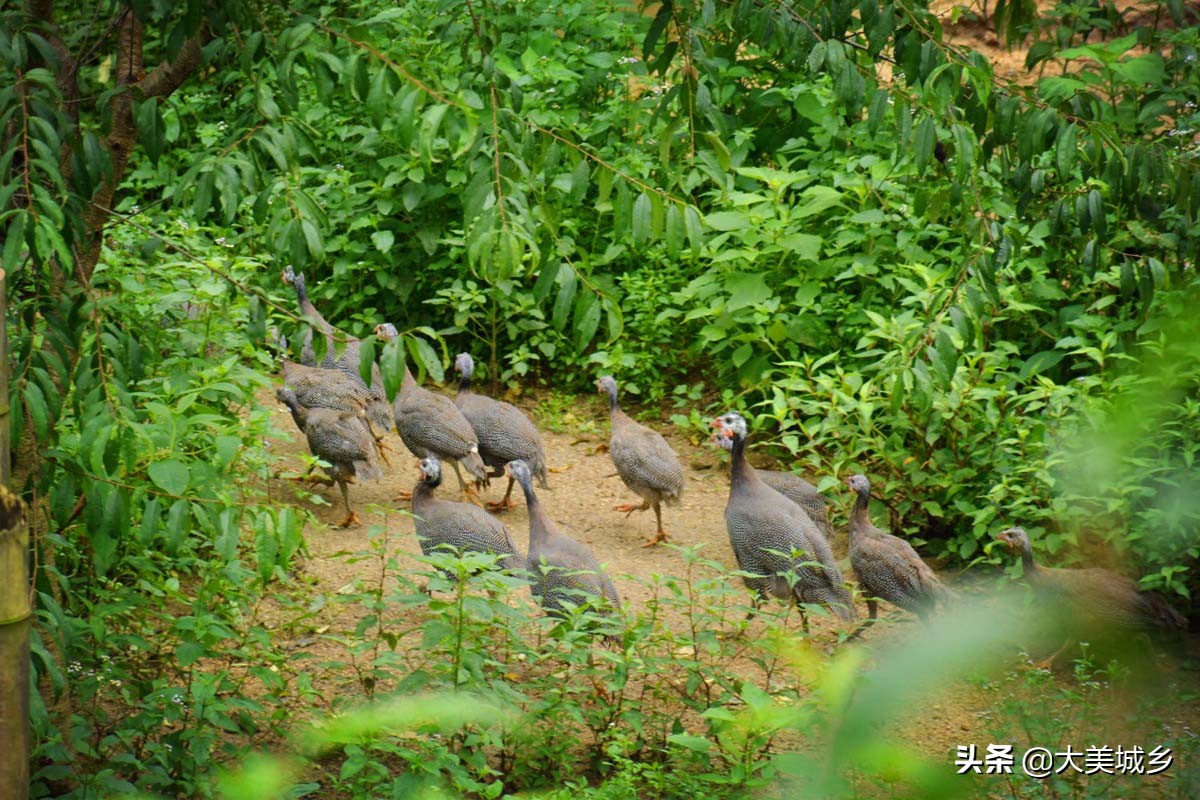 农民养两千余只土鸡变飞鸡,中国深山养殖5亿只鸡视频