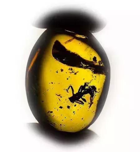 波罗的海蜜蜡的最全分类专业篇,蜜蜡的种类及名称和图片