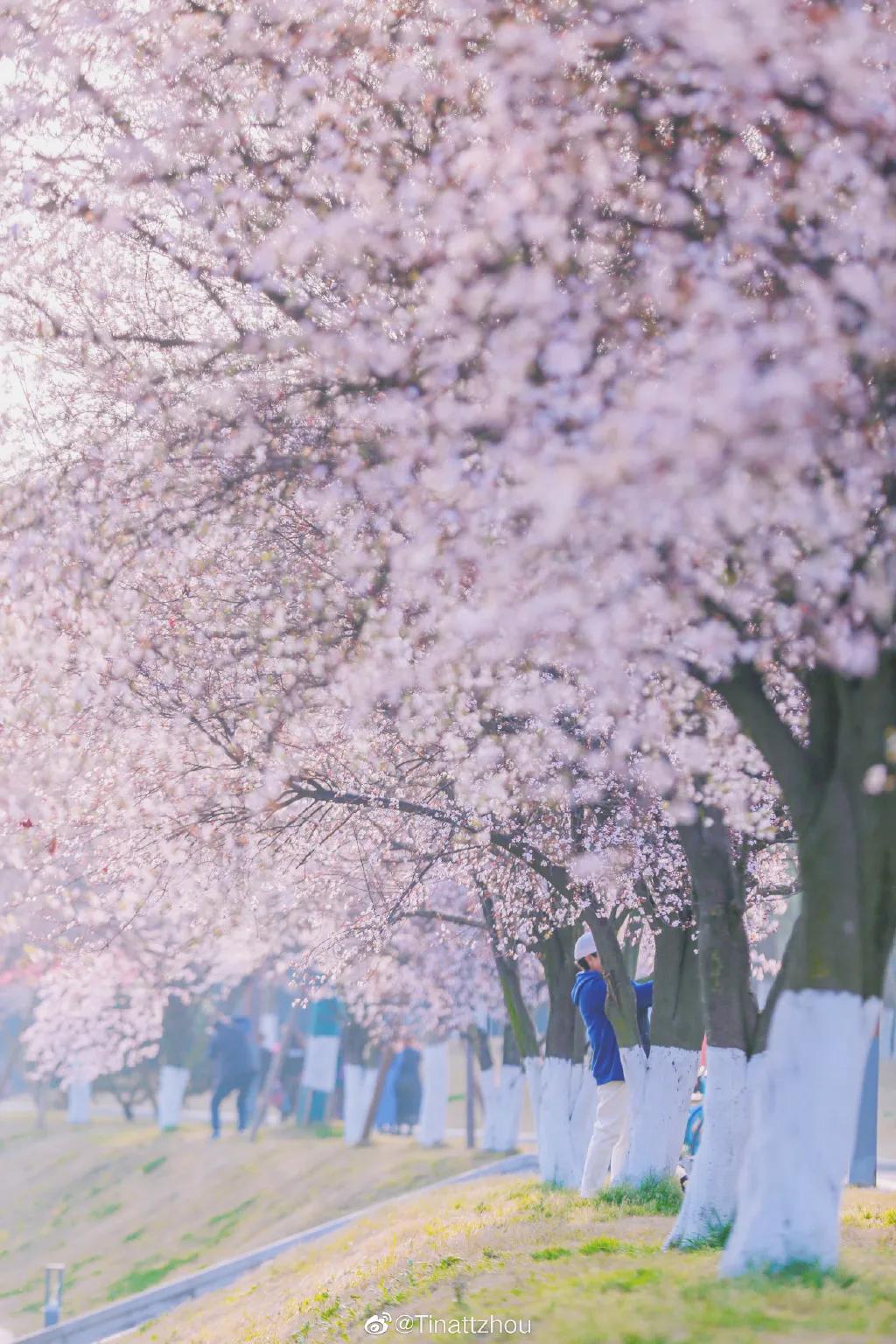 成都春游好去处周末 (成都周边周末春游推荐)