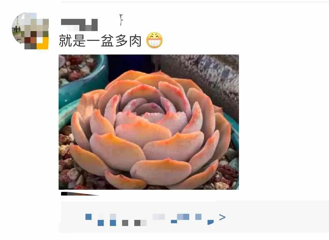 恒大红荷花图片,广州恒大荷花球场最新消息