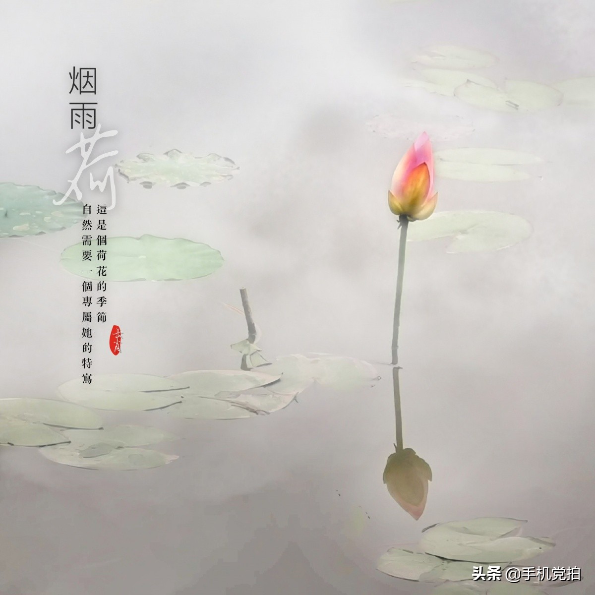 荷花开放加人像特效,荷花特效加照片