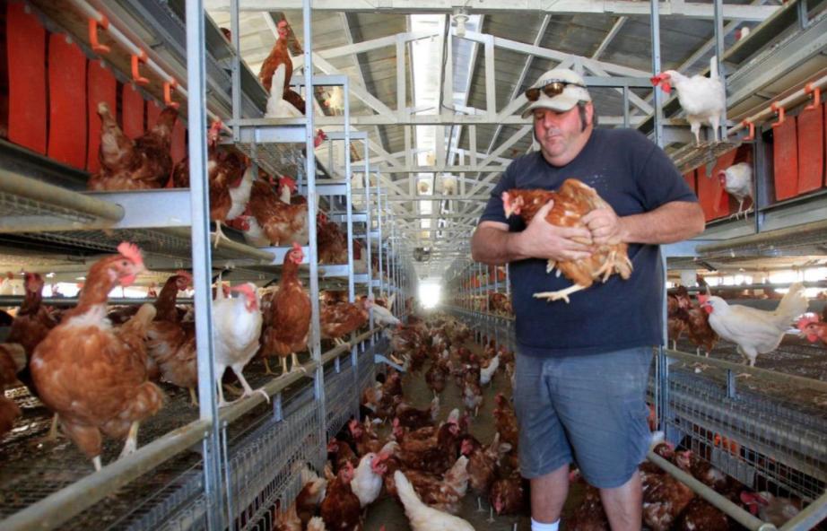 美国人贫穷为什么会胖,美国人为什么越吃越胖