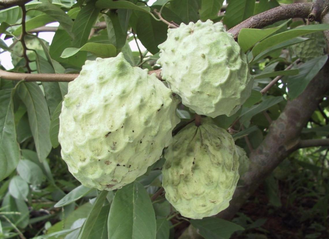 有一种外观跟荔枝很像的野果子,南方特有的荔枝