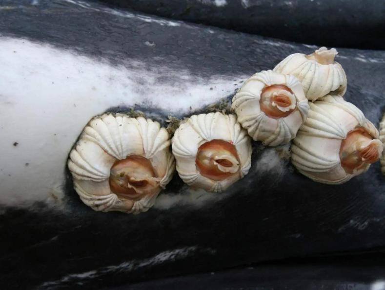 座头鲸阻碍虎鲸狩猎,虎鲸可以狩猎座头鲸吗