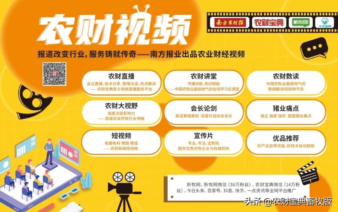 猪上天,猪价上天了