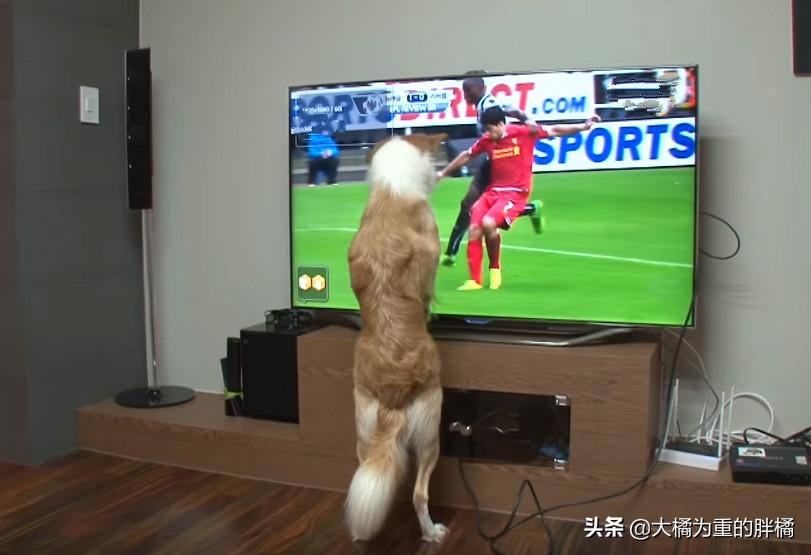 狗狗看电视笑得无法自拔,狗狗居然会踢足球