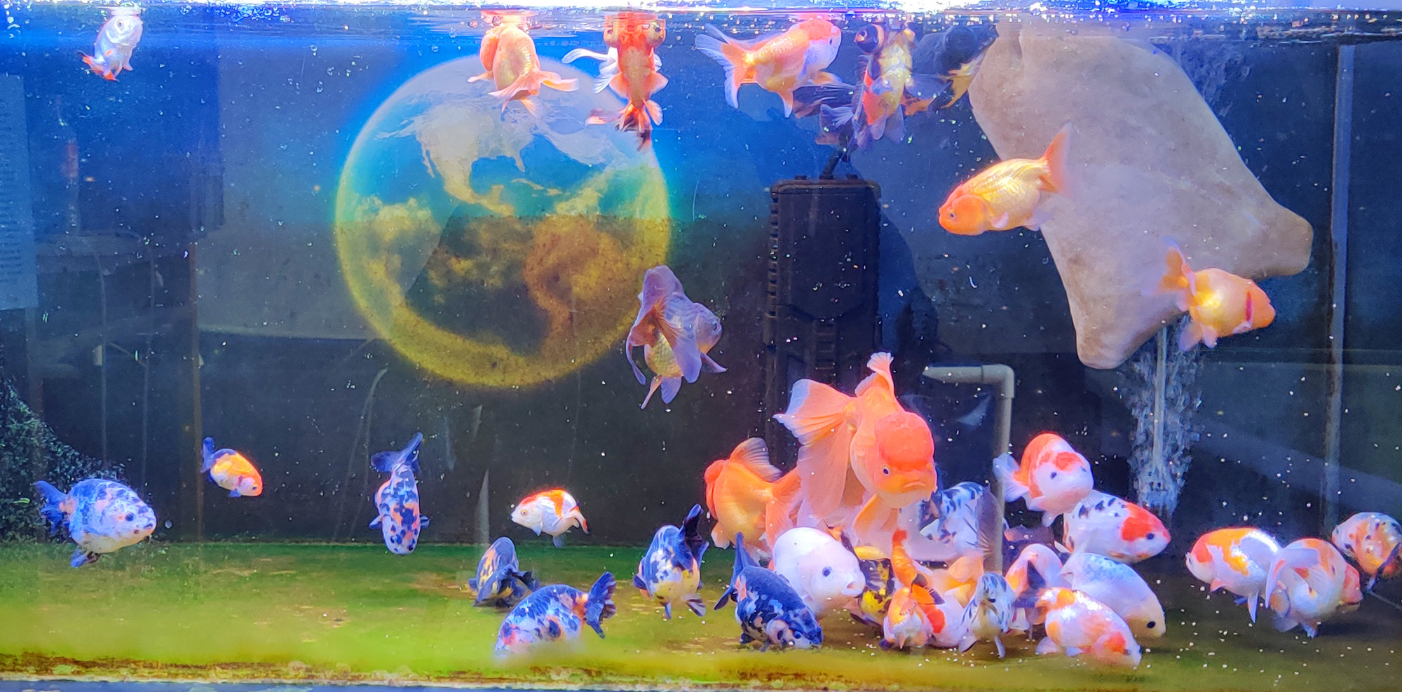 鱼缸好的过滤系统能让水清澈吗,鱼缸过滤系统哪种过滤效果好