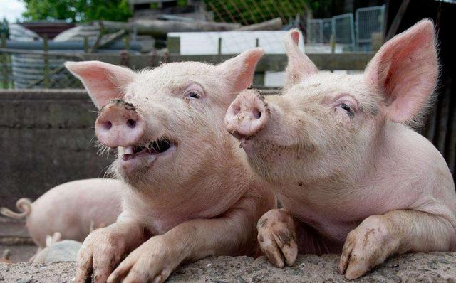 养猪真的很难吗,养猪难不难的问题