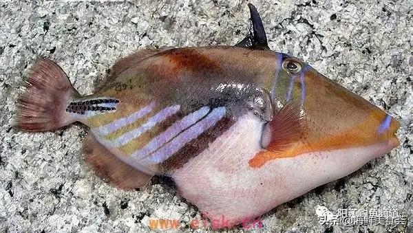中国本土最便宜的鱼10种,哪些鱼档次又高又便宜