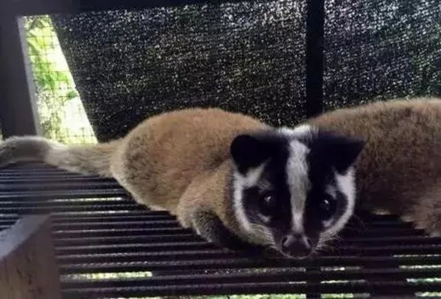 这八种野生动物千万别吃,这八种野生动物千万不要吃