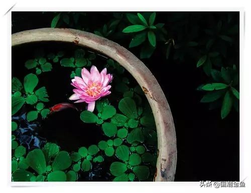 它曾是家家户户院里的“小宠儿”，那些时代是否已经一去不复返？