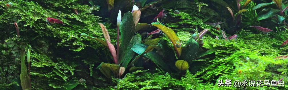 鱼缸硝酸盐含量过高有什么危害,鱼缸里的亚硝酸盐与硝酸盐区别