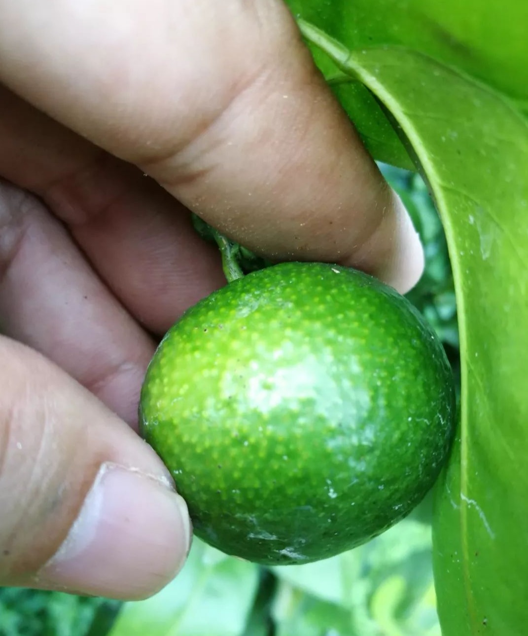 柑橘表皮有疙瘩怎么治疗,柑橘沙皮病危害