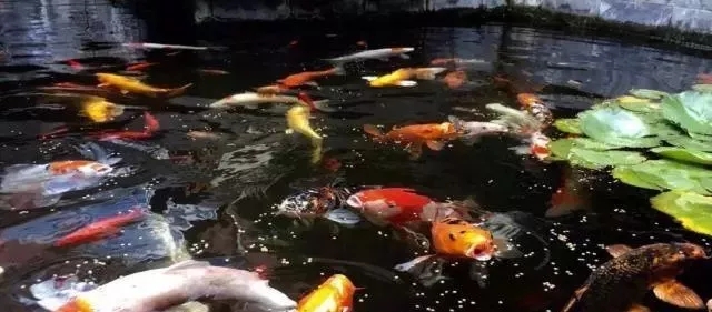 小院锦鲤鱼池建造全过程,自己建造庭院锦鲤鱼池