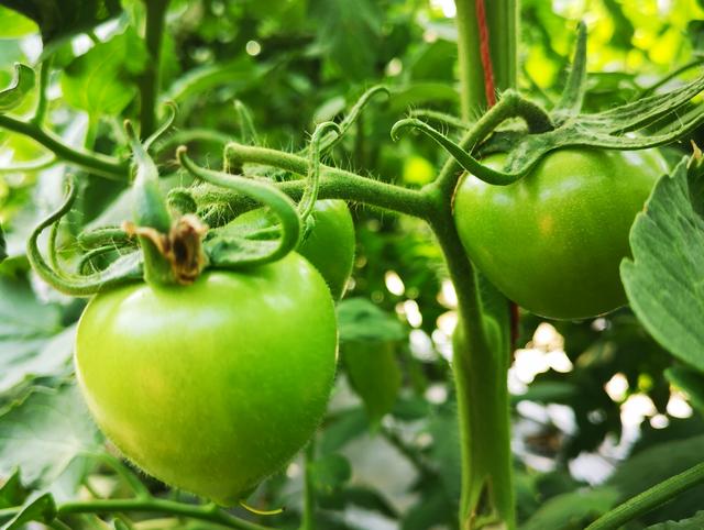 大棚蔬菜技术人员工资,大棚里10万年薪的技术员