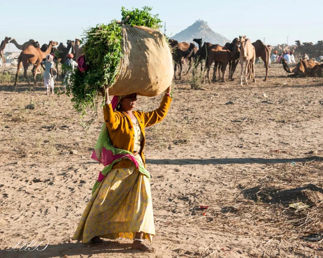 津门网徐屹：印度骆驼节上的人们（上）