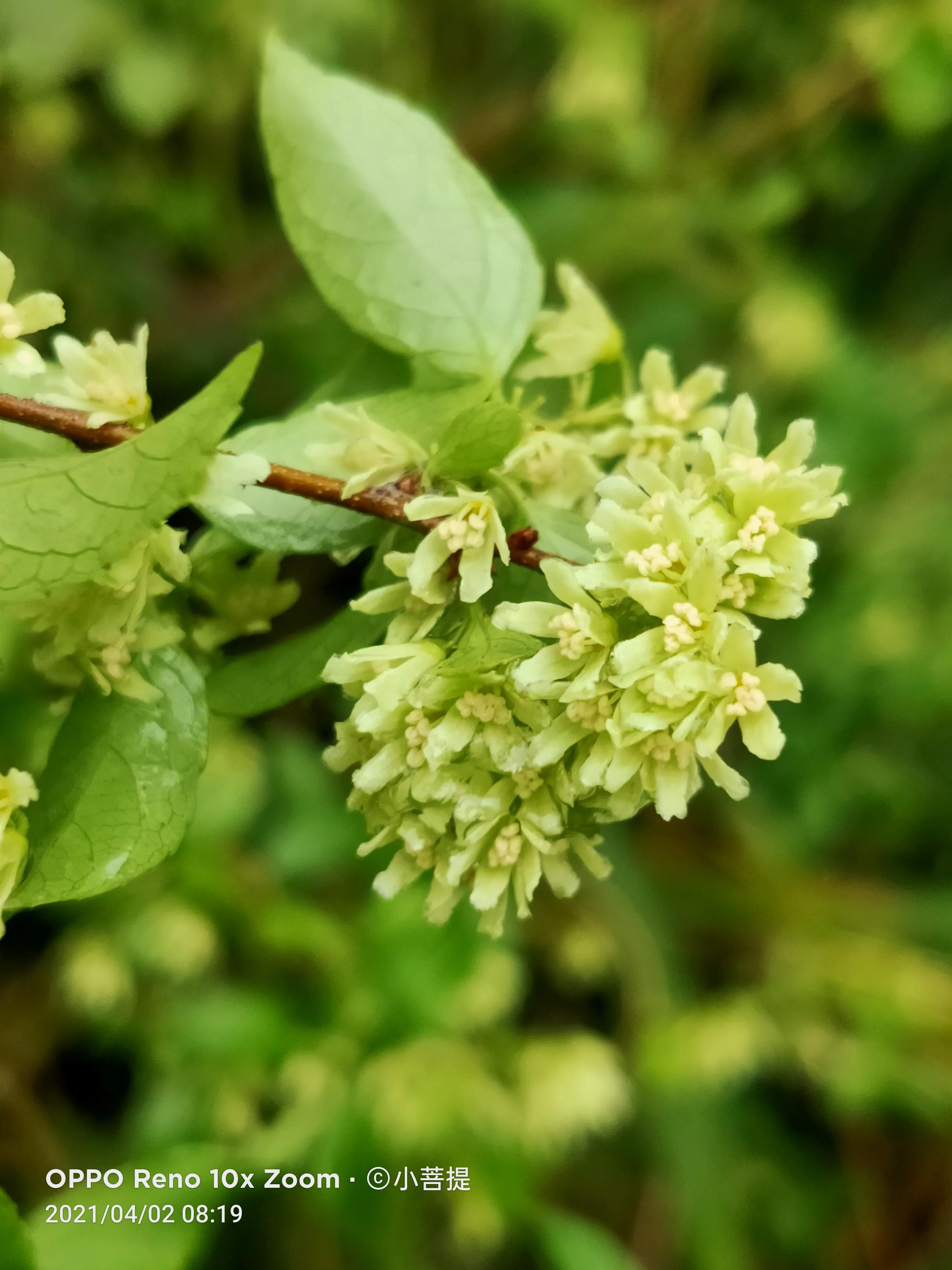 清明时节开花的花草有哪些,早春时节各种植物的样子