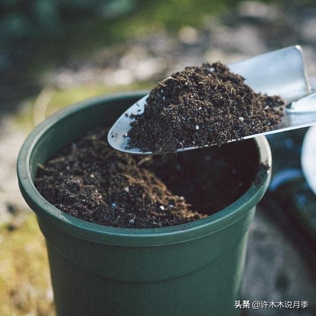 月季扦插发芽又枯萎是什么原因,月季扦插成活后移植的正确方法