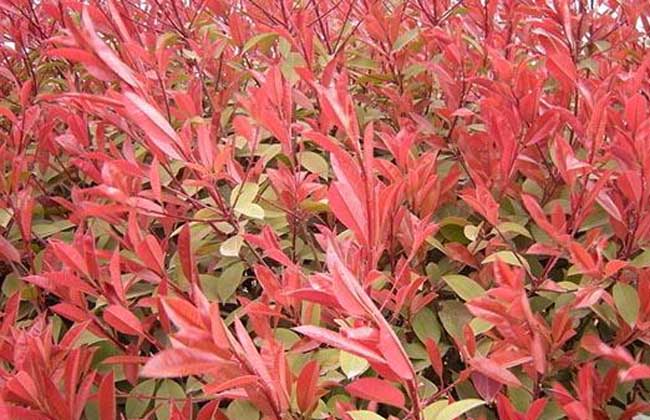 红叶石楠品种图片大全,红叶石楠可以嫁接哪些品种