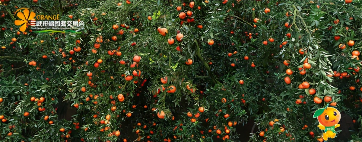 世界柑橘起源地竟在重庆，种植历史超4000年，曾是宫廷贡品