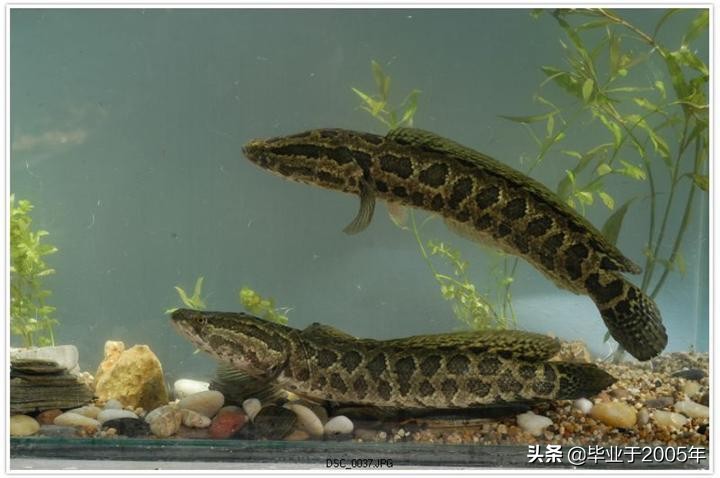 大连近海常见鱼类图鉴,大连哪里可以垂钓淡水鱼