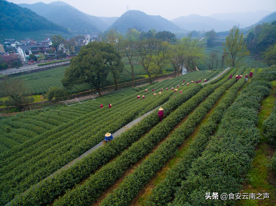 大龙井瀑布历史,梅家坞龙井历史